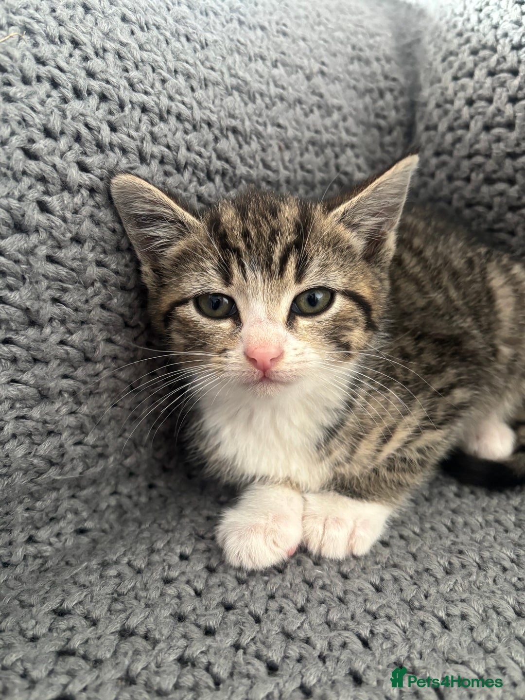 British Shorthair cats for sale: Kittens ready now  - Image 9