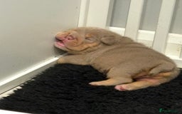 English Bulldog dogs for sale: Kc litter outstanding bloodlines bulldog pups  - Image 20
