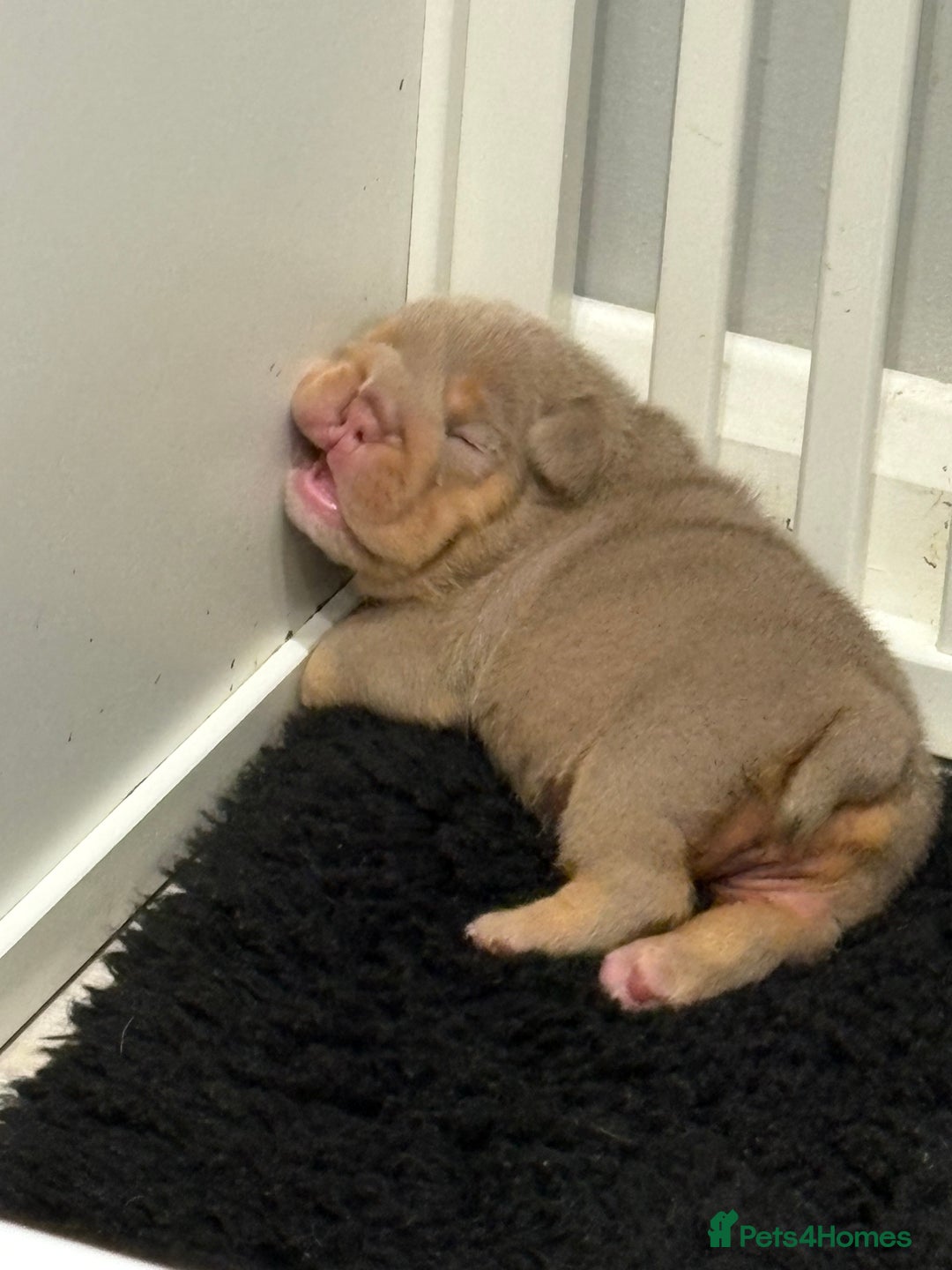 English Bulldog dogs for sale: Kc litter outstanding bloodlines bulldog pups  - Image 20