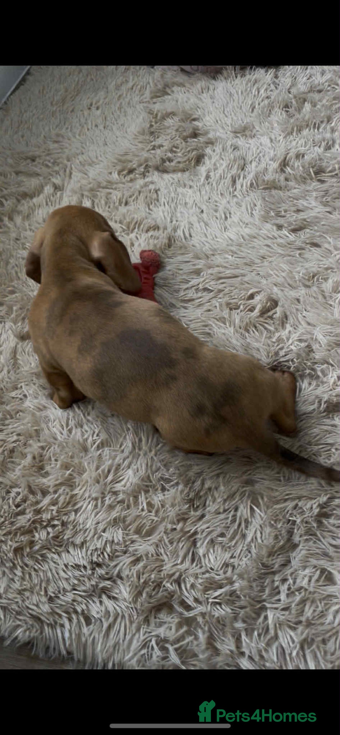 Dachshund dogs for sale: Gorgeous Dachshund Puppies  - Image 3