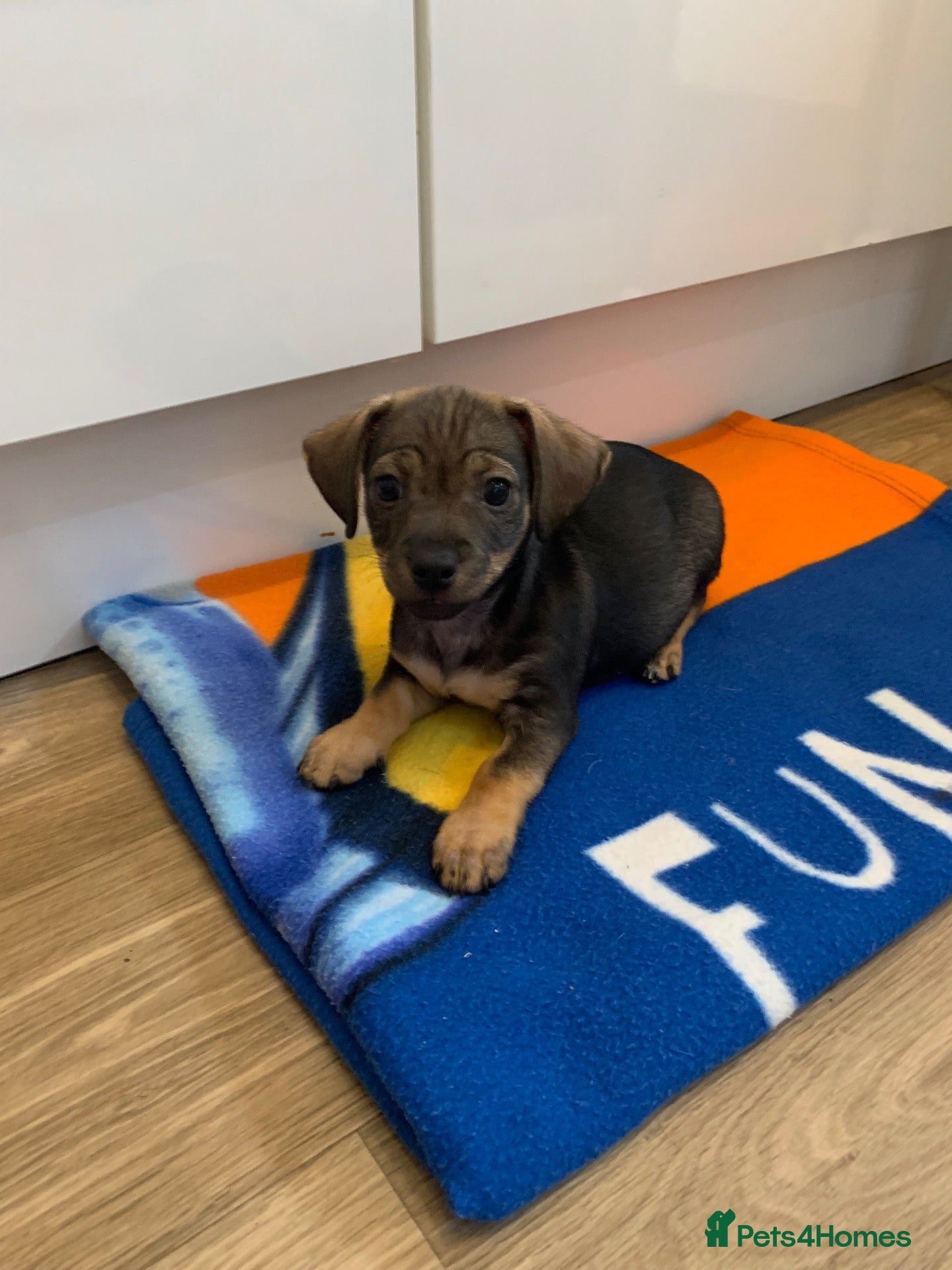Mixed Breed dogs for sale: Dashund and Yorkshire terrier puppies - Advert 2
