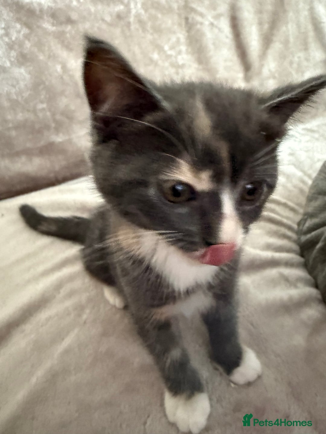 Mixed Breed cats for sale: Kittens - Image 5