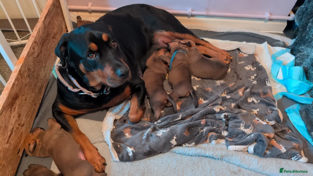 Mixed Breed dogs for sale: Rottweiler/ Dogue de Bordeaux  - Advert 7