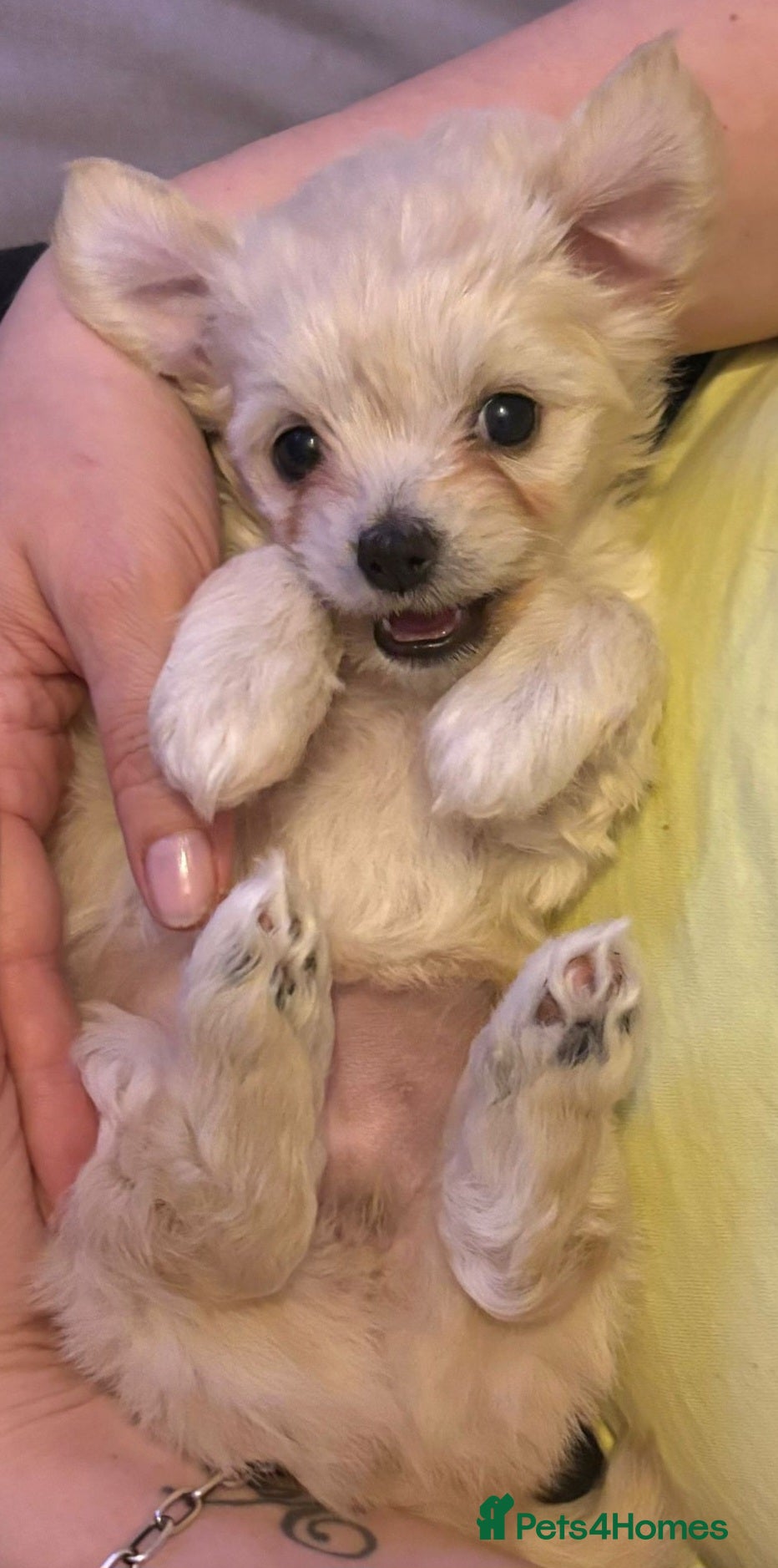 Mixed Breed dogs Bichon Frise x Chihuahua Puppies – 2 Girls & 1 Boy - Advert 1