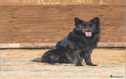 German Shepherd dogs for sale: German shepherd puppies  - Image 16