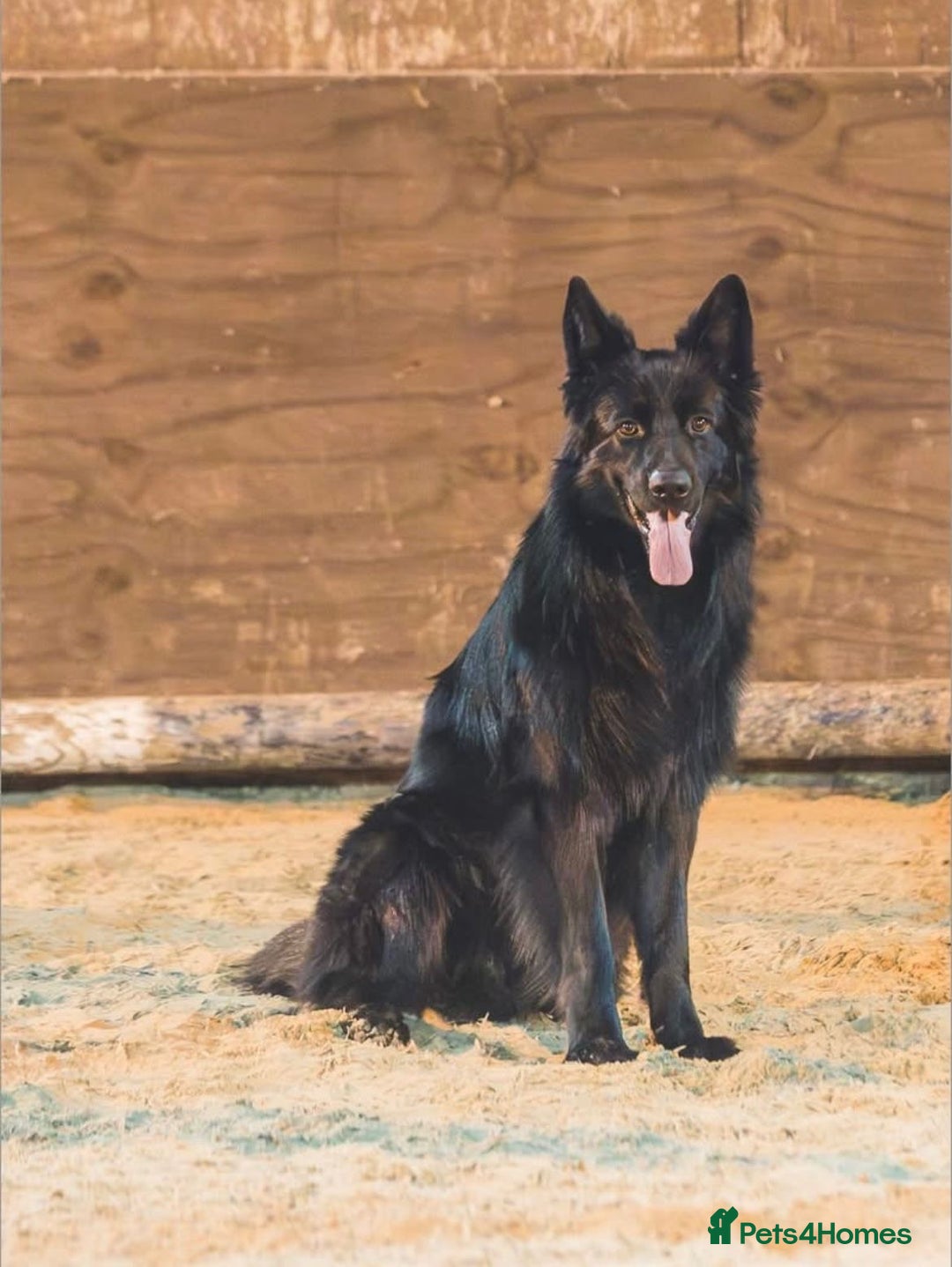 German Shepherd dogs for sale: German shepherd puppies  - Image 16