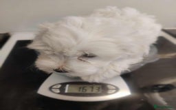 Maltese dogs for sale: Ready to go ! Gorgeous Maltese girls for salee - Image 6