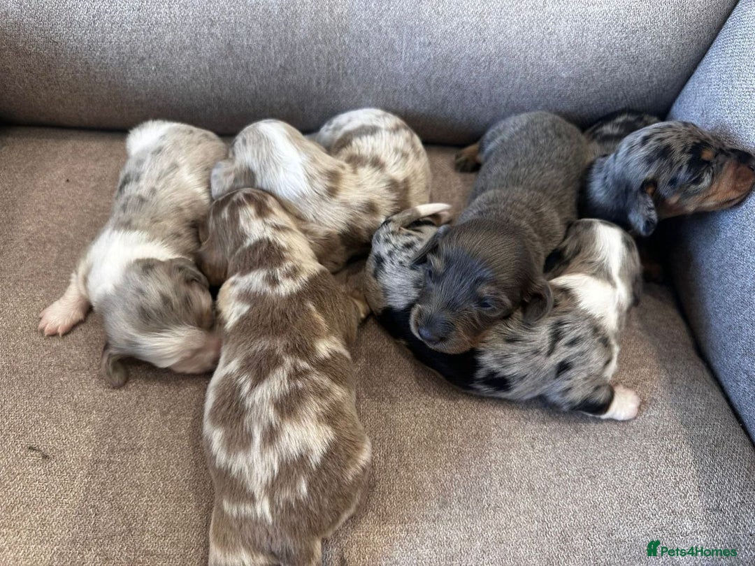 Miniature Dachshund dogs for sale: Beautiful Puppies - Advert 2