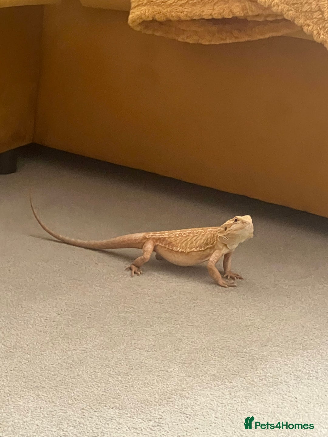 Bearded Dragon reptiles for sale: Bearded dragon with setup for (urgent) sale - Advert 6