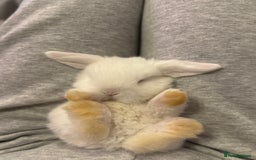 Mini Lop rabbits for sale: Pure mini lops  - Image 5