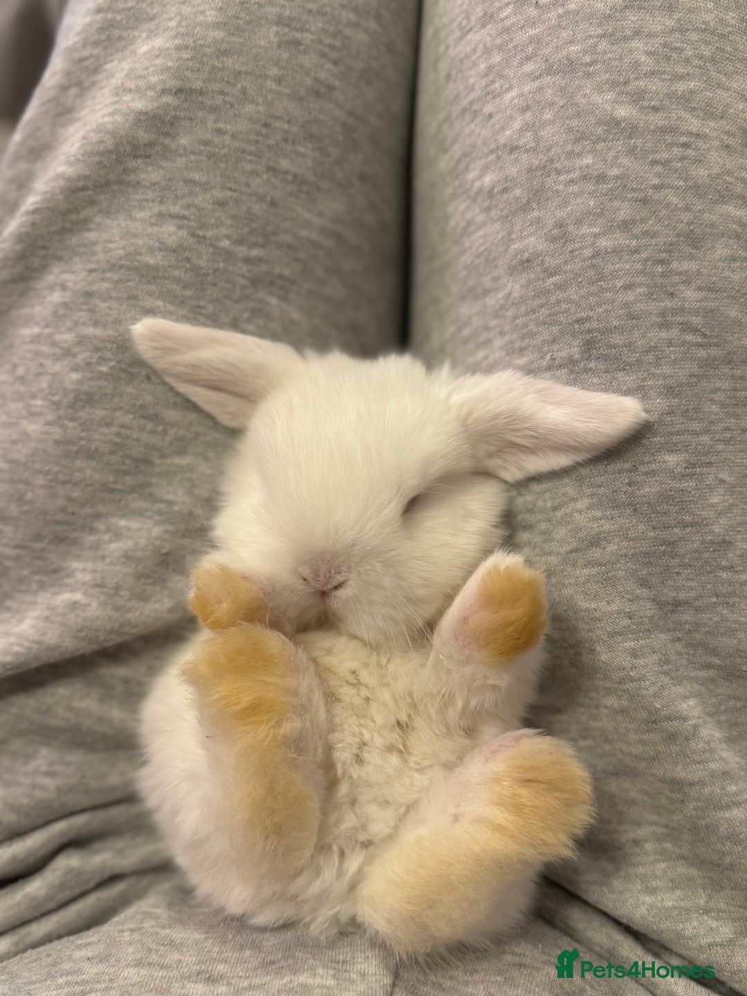 Mini Lop rabbits for sale: Pure mini lops  - Image 5