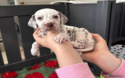 Dalmatian dogs for sale: 8 Gorgeous Dalmatian Puppies - Image 19