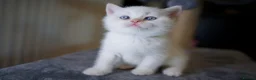 British Shorthair cats for sale: 🌟GCCF BSH Kittens Beautiful Variety of Colours 🌟 - Advert 18