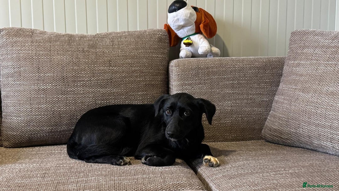 Mixed Breed dogs for adoption: Pretty little Barbie looking for love - Advert 6