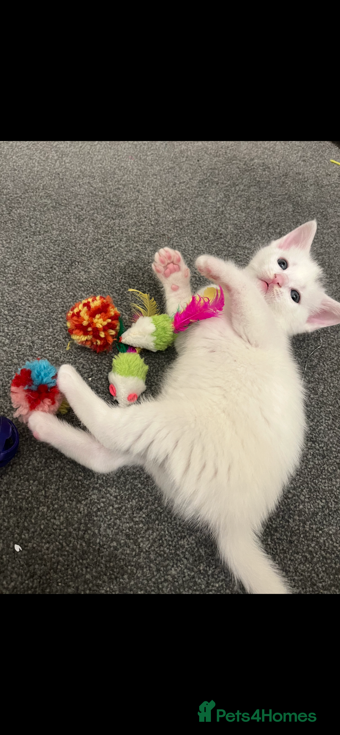 Mixed Breed cats for sale: Beautiful Mixed Angora Kittens - Advert 5