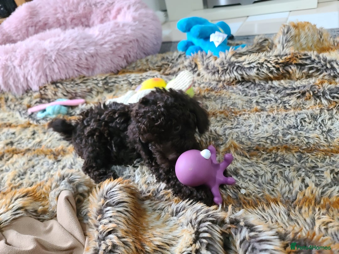 Cavapoo dogs for sale: Chocolate F1B Cavapoos. Health Tested.  - Image 5