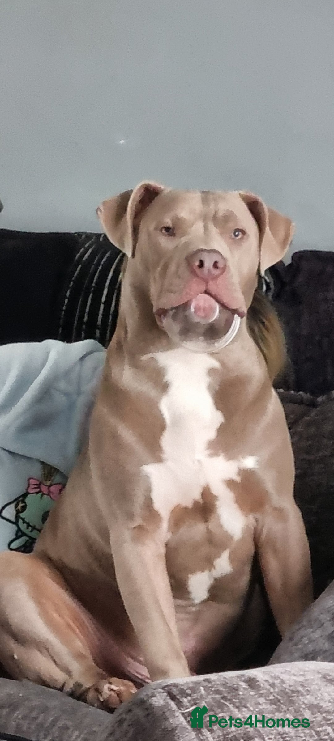 American Bully dogs for sale: 1 year old American Bully - Image 4