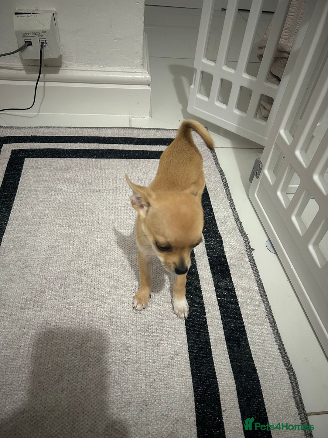 Chihuahua dogs for sale: Miniature chihuahua puppies (champion litter)  - Image 21