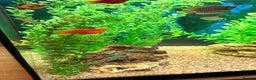 Tetras fish for sale: Community Fish - Advert 7