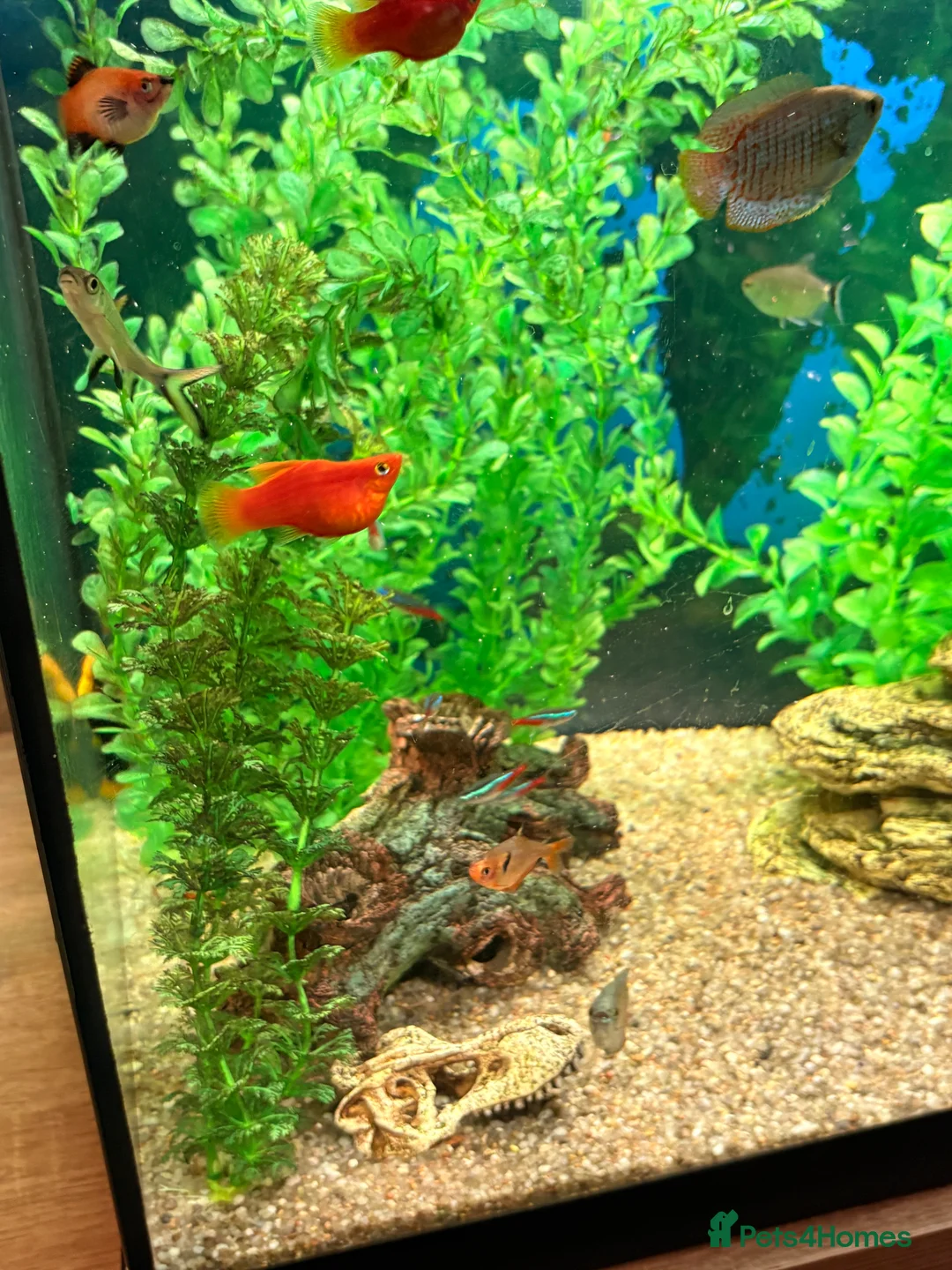 Tetras fish for sale: Community Fish - Advert 7