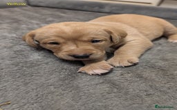 Labrador Retriever dogs for sale: Gorgeous Yellow Labrador Puppies - Image 21