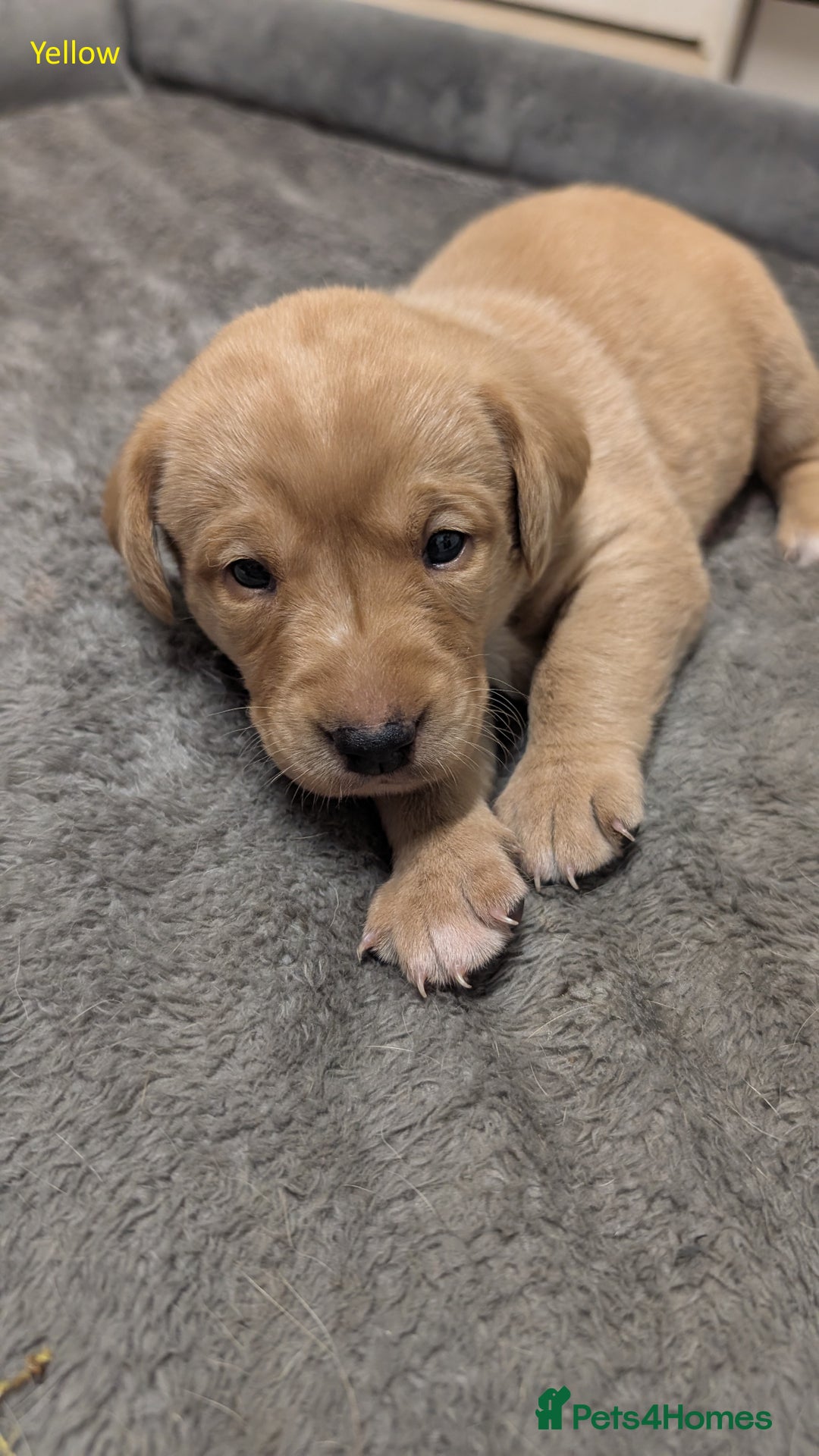 Labrador Retriever dogs for sale: Gorgeous Yellow Labrador Puppies - Image 21