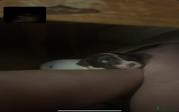 English Springer Spaniel dogs for sale: Springer spaniel pups READY NEXT WEEK - Advert 20