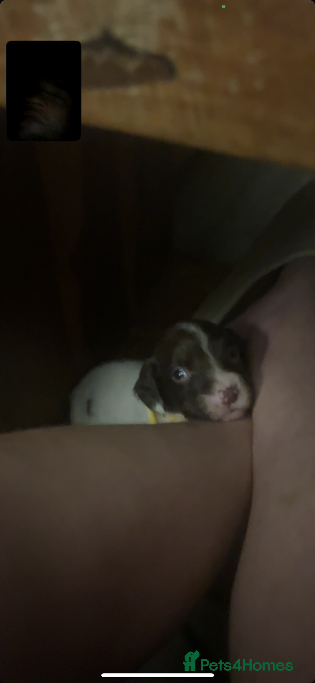 English Springer Spaniel dogs for sale: Springer spaniel pups READY NEXT WEEK - Advert 20