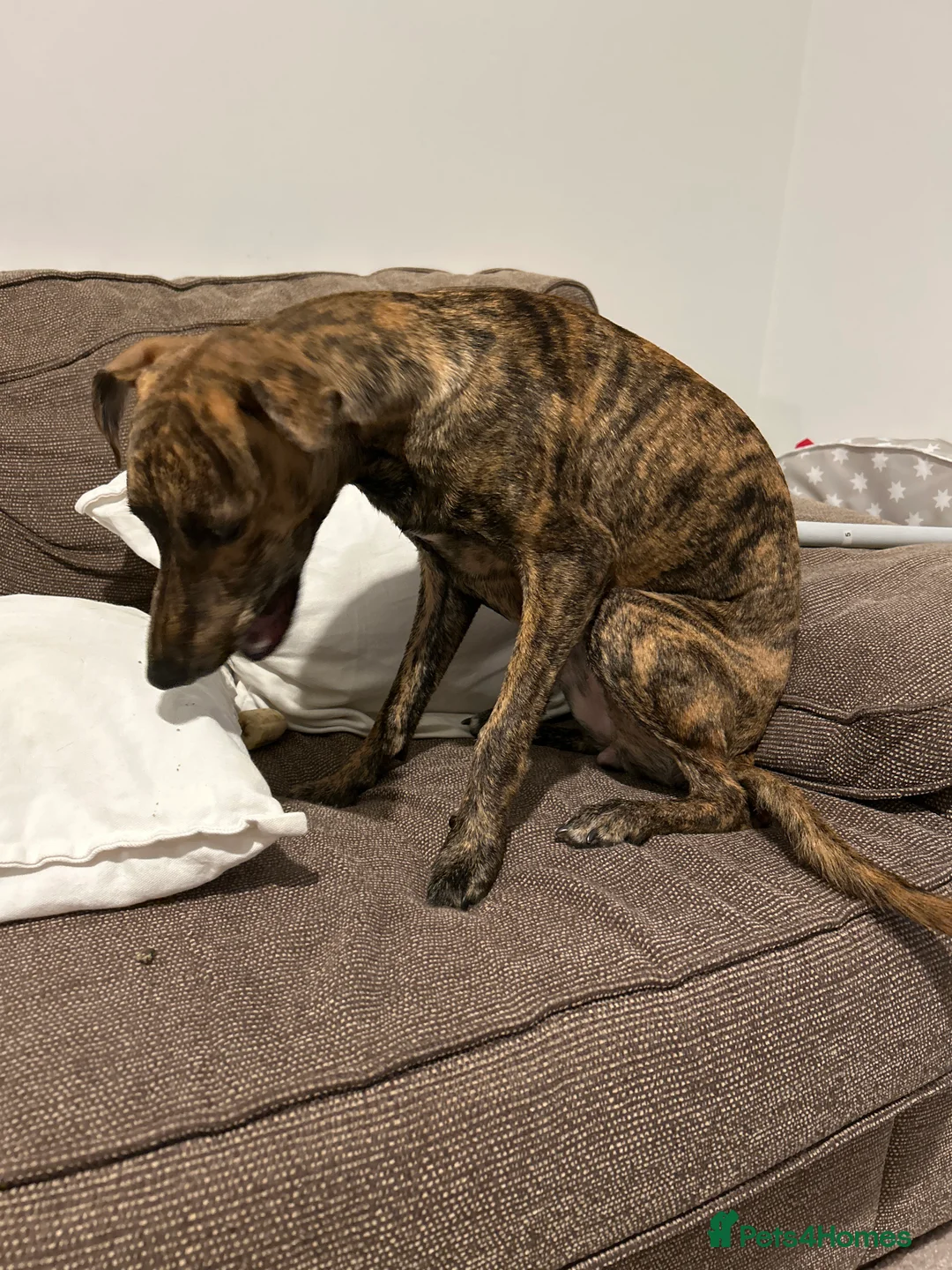 Whippet dogs for sale: 9 month old whippet - Advert 2