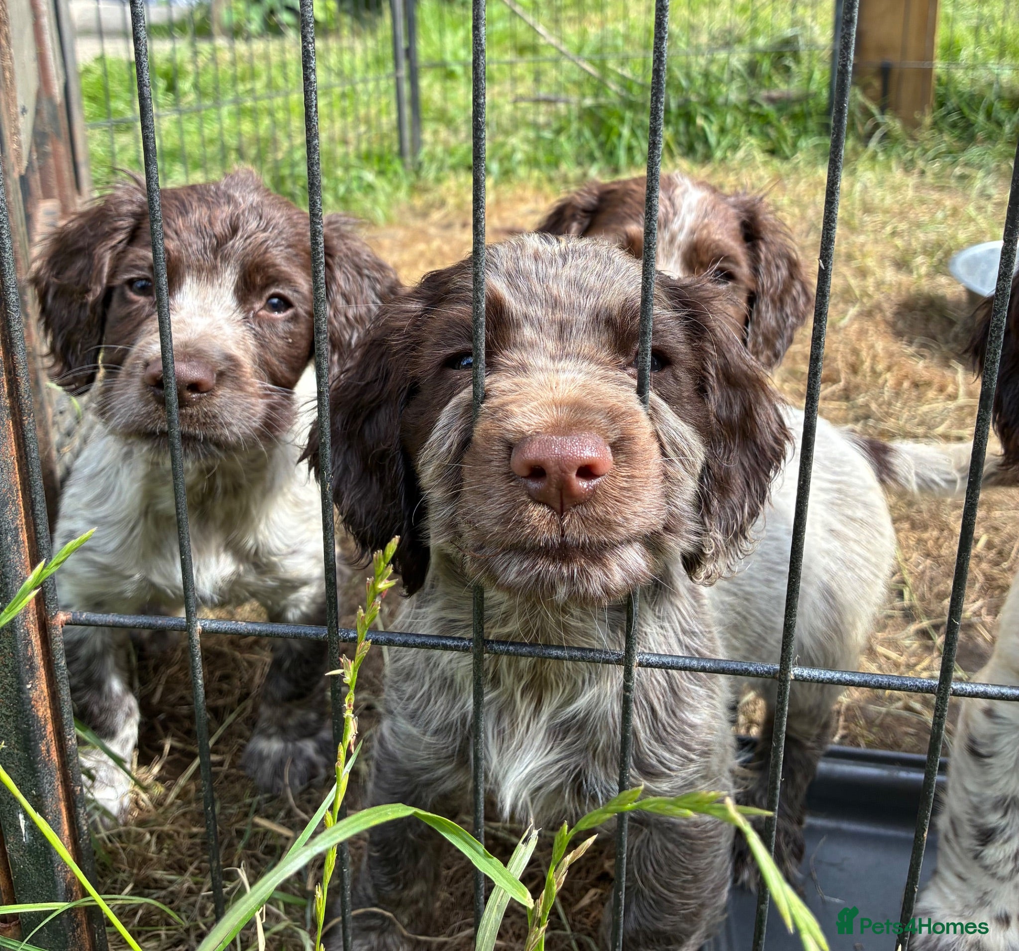 Cocker Spaniel dogs 3 BOYS LEFT! Working Cocker Spaniel Puppies  - Advert 1