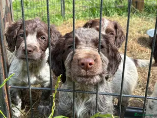 Cocker Spaniel dogs 1 GIRL 3 BOYS LEFT!Working Cocker Spaniel Puppies - Advert 2
