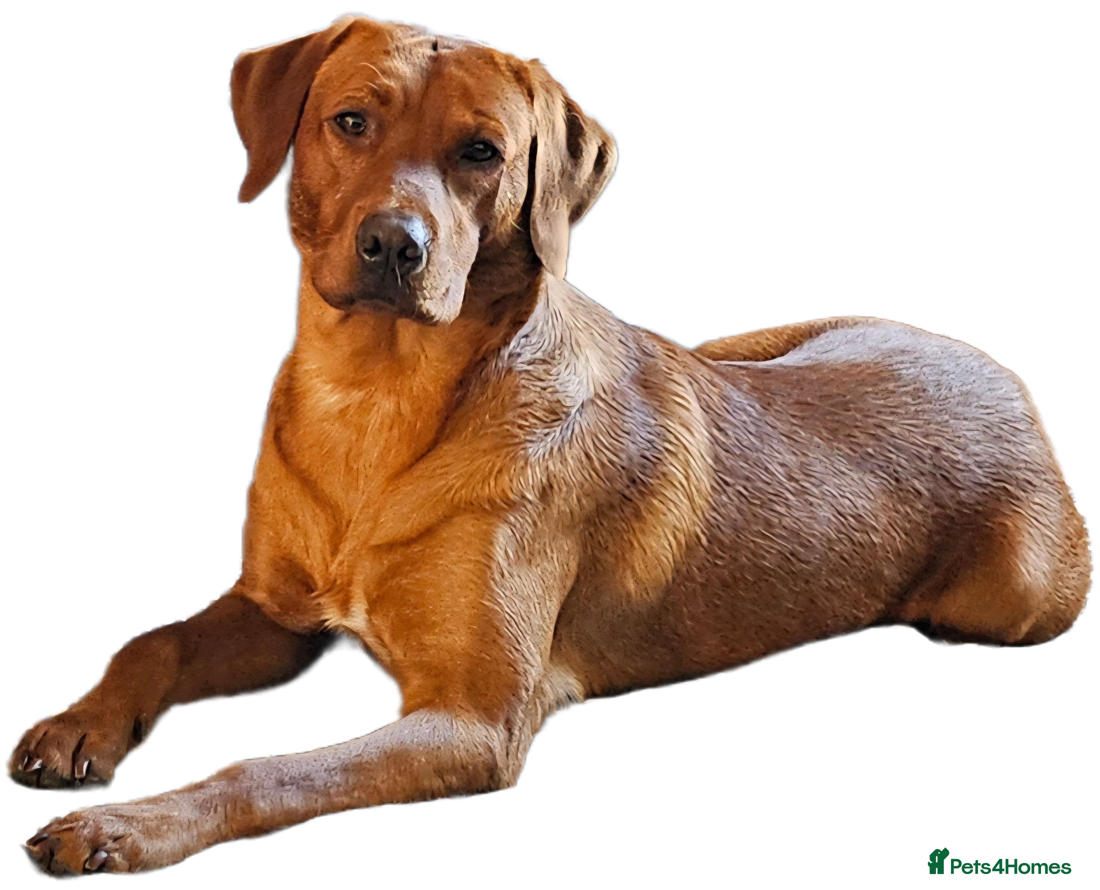 Labrador Retriever dogs Dark Fox Red Labrador Stud Dog - Advert 8