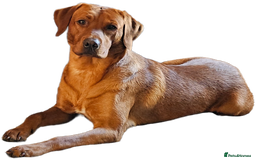 Labrador Retriever dogs for stud: Dark Fox Red Labrador Stud Dog - Image 1