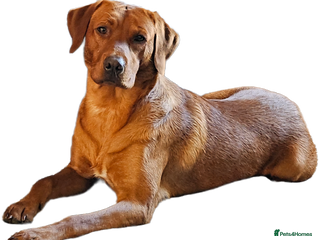 Labrador Retriever dogs - Advert 3