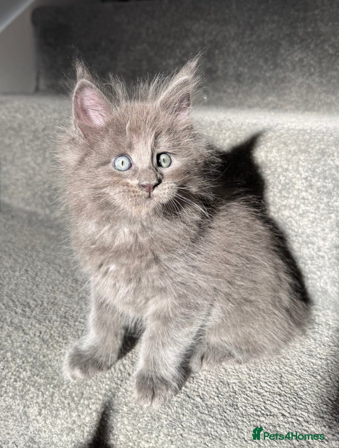 Maine Coon cats for sale: Pedigree Maine Coon Kittens – Blues & Smokes - Advert 26
