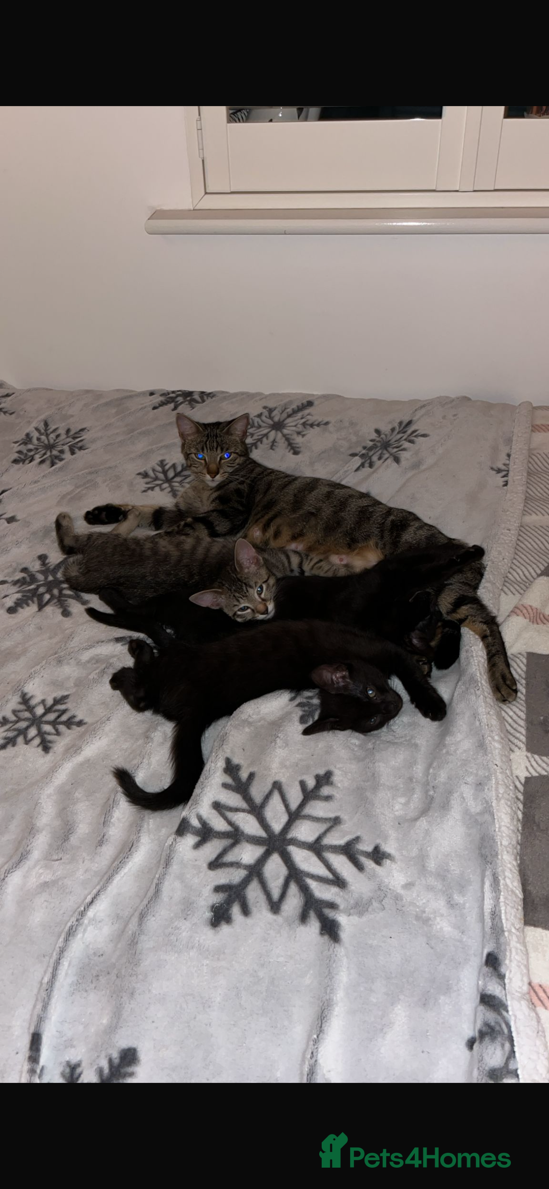 Mixed Breed cats for sale: 3 lovely kittens ready for their new homes 🥰 - Advert 2