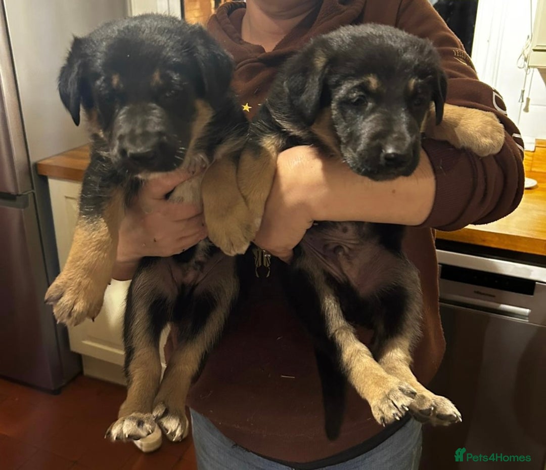 Mixed Breed dogs for sale: 3 fluffy Shollie German Shepard x Boarder Collie - Image 24