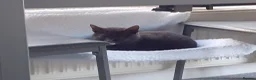 Russian Blue cats for sale: Dusty in Poole - Advert 2