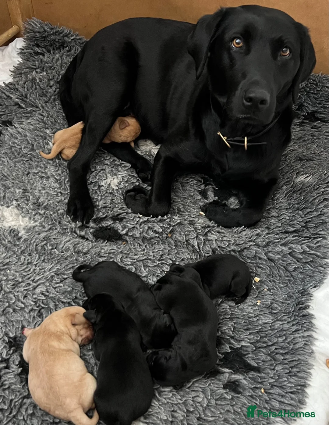 Labrador Retriever dogs for sale: 2 Beautiful Black girls available  - Advert 2