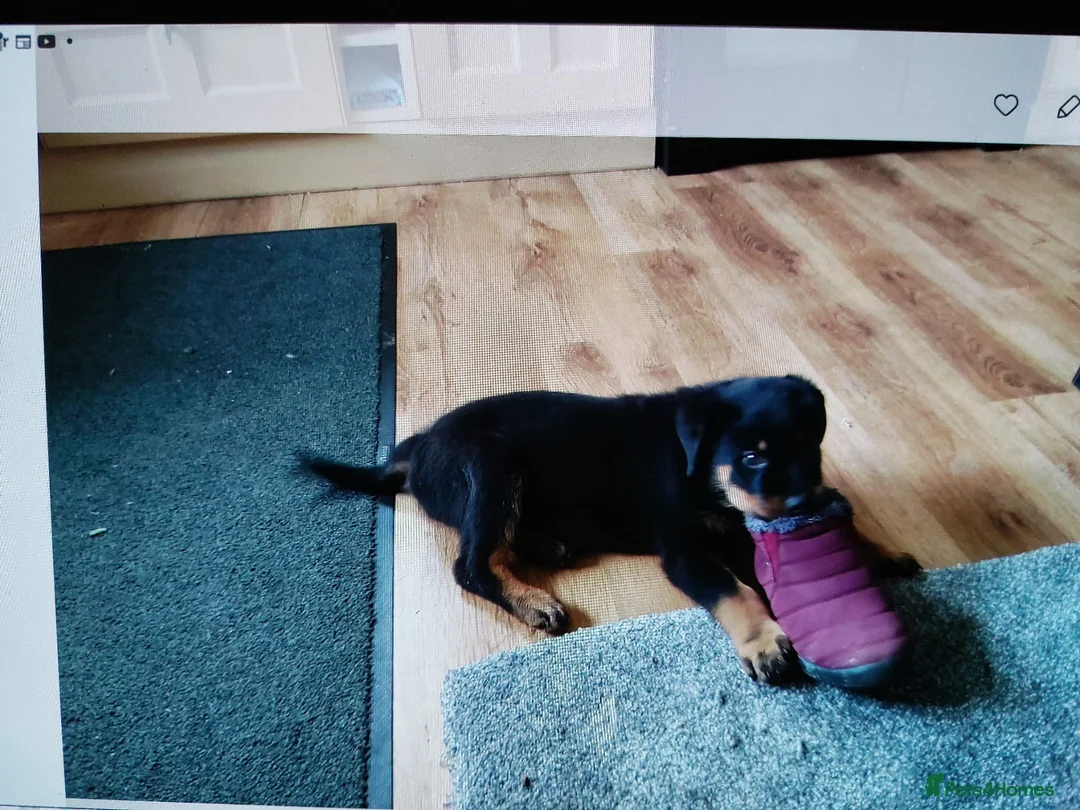 Rottweiler dogs for stud: proven rottweiler stud in Barnsley - Advert 18