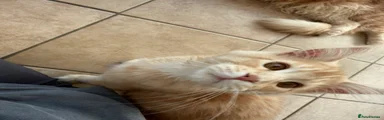Maine Coon 2
