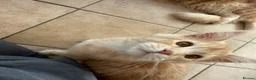 Maine Coon cats for sale: Pedigree TICA Mainecoons with champion dad  - Advert 2