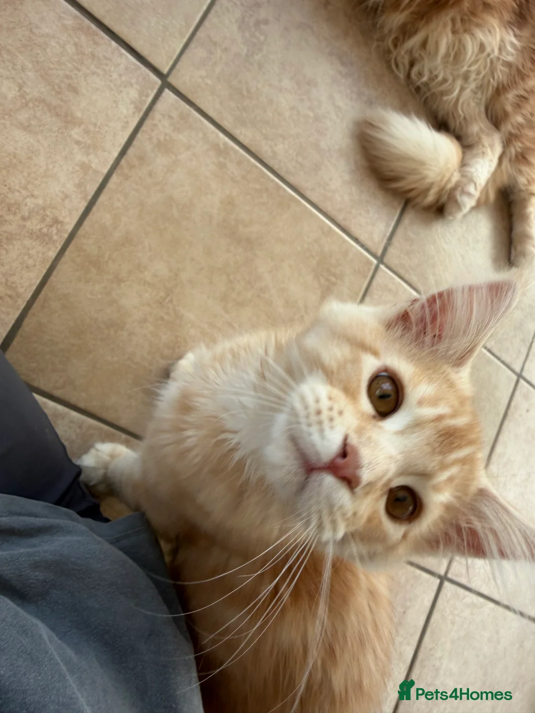 Maine Coon cats for sale: Pedigree TICA Mainecoons with champion dad  - Advert 2