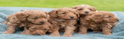 Australian Labradoodle dogs for sale: Australian Labradoodle puppies - Advert 14