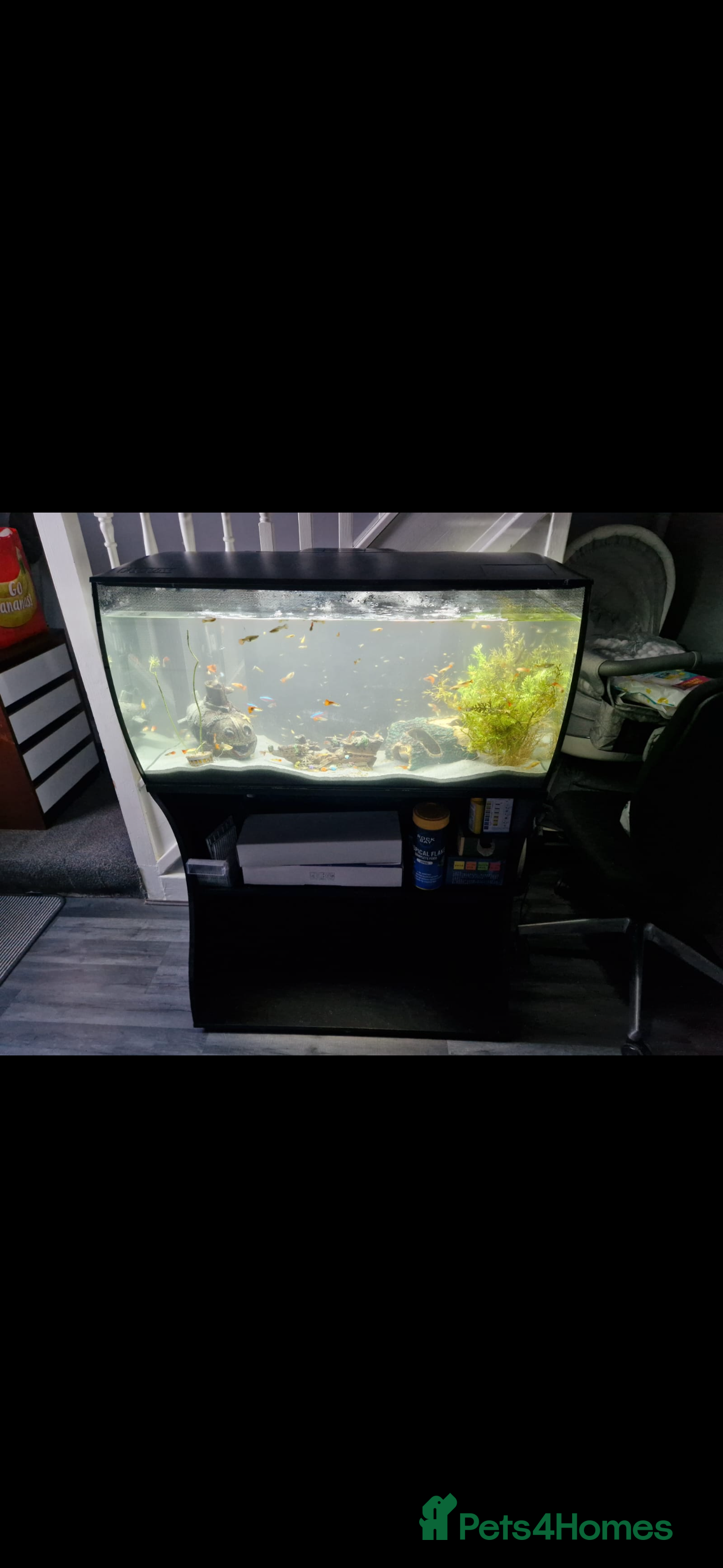 Shrimps fish fish and fish tank  - Advert 19