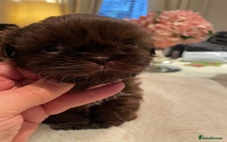 Shih Tzu dogs for sale: Imperial Shih Tzu  - Advert 10