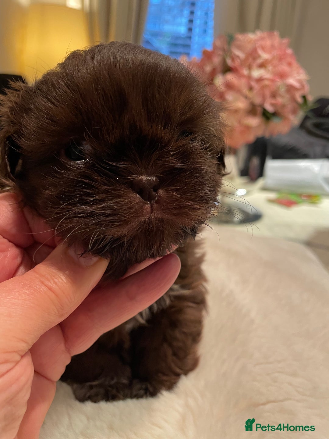 Shih Tzu dogs for sale: Imperial Shih Tzu  - Advert 10