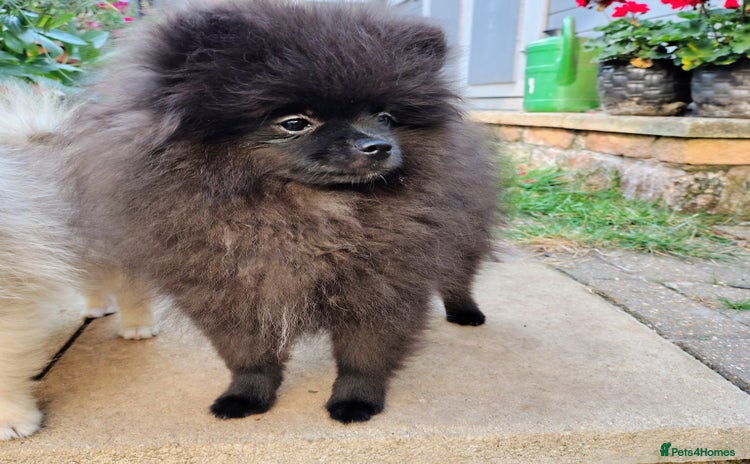 Pomeranian dogs - Advert 1