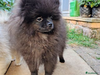 Pomeranian dogs for sale - Advert 1