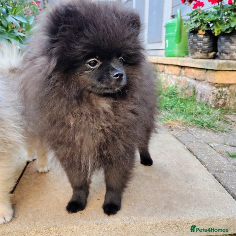 Pomeranian dogs - Advert 1